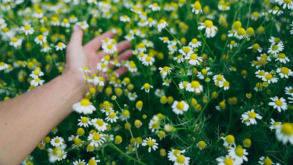 A woman's hand outstretched over a bed of blooming chamomile.